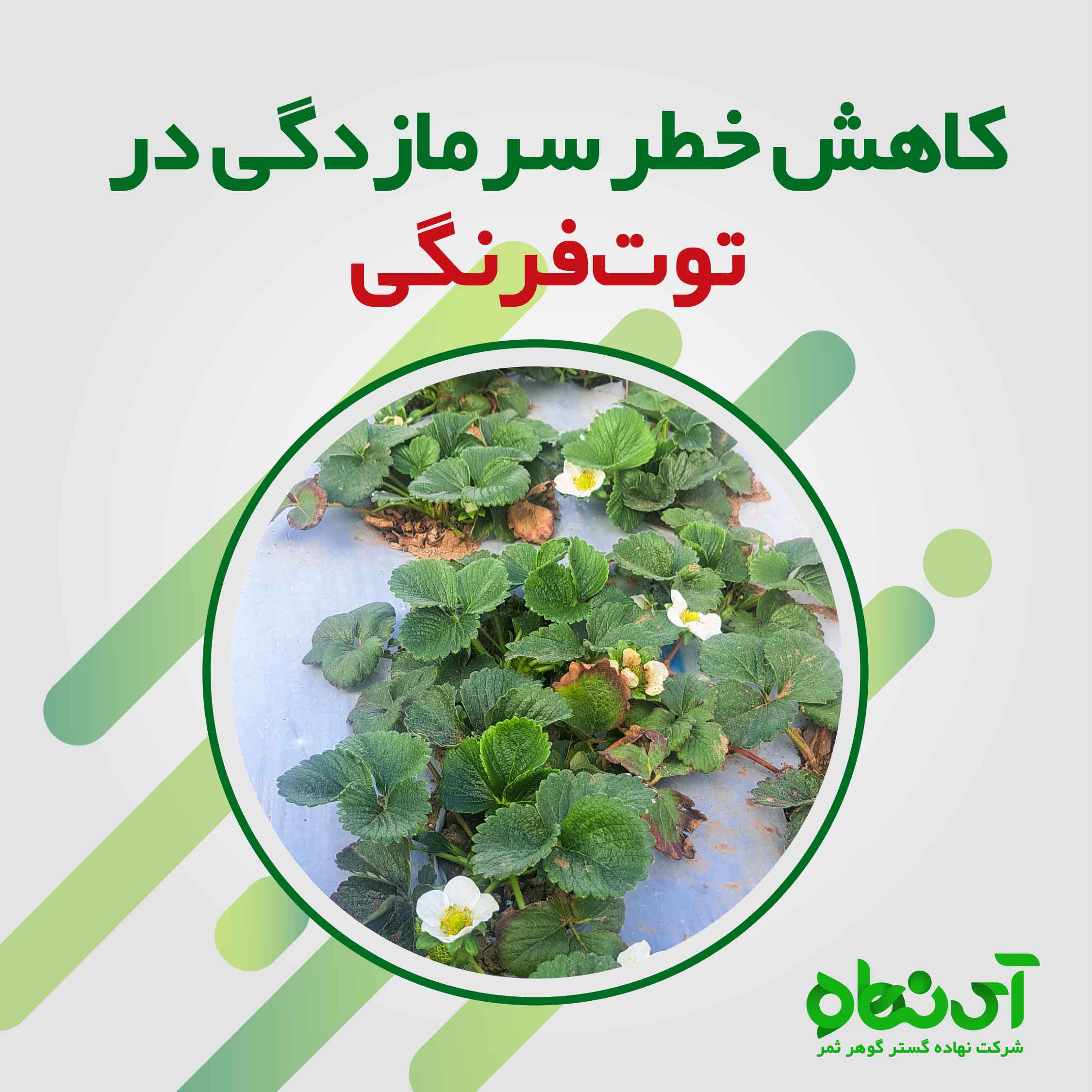 کاهش خسارت ناشی از سرمازدگی در مزرعه توت فرنگی_نورآباد